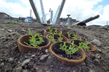 Wildflower planting Bay Campus 2
